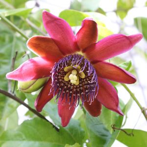 Ruby Glow Passion Flower, Passionflower  , Passiflora phoenicia 'Ruby Glow', P. x 'Ruby Glow', P. alata 'Ruby Glow', P. alata var phoenicia